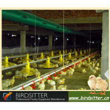 Novo ano quente acolheu avicultura para frangos e criadores